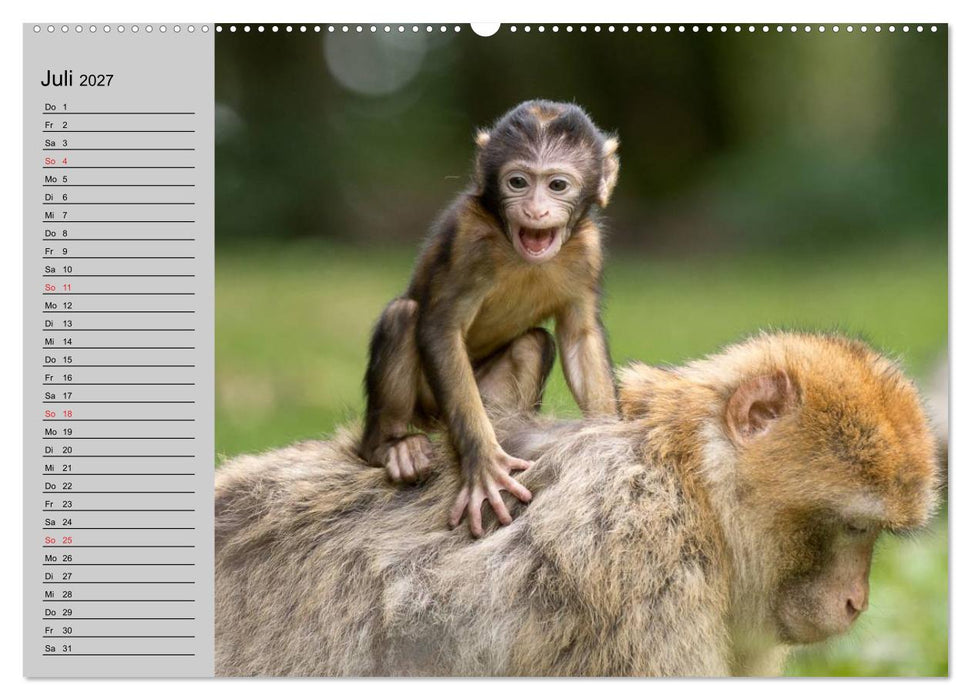 Faszination Affen. Kobolde zum Verlieben (CALVENDO Premium Wandkalender 2027)