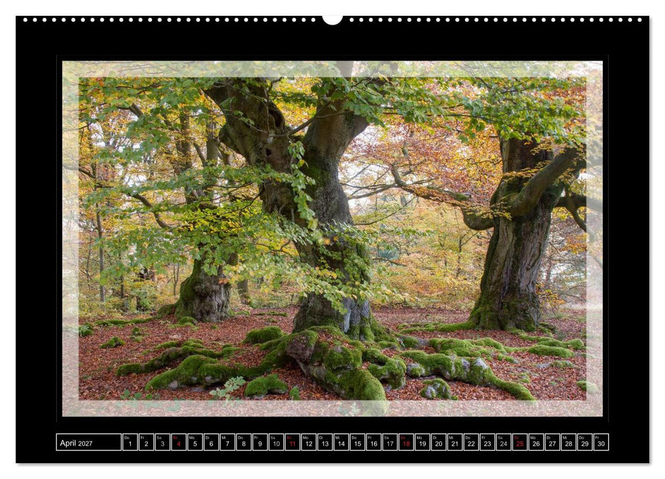 Zauberwald HALLOH (CALVENDO Premium Wandkalender 2027)
