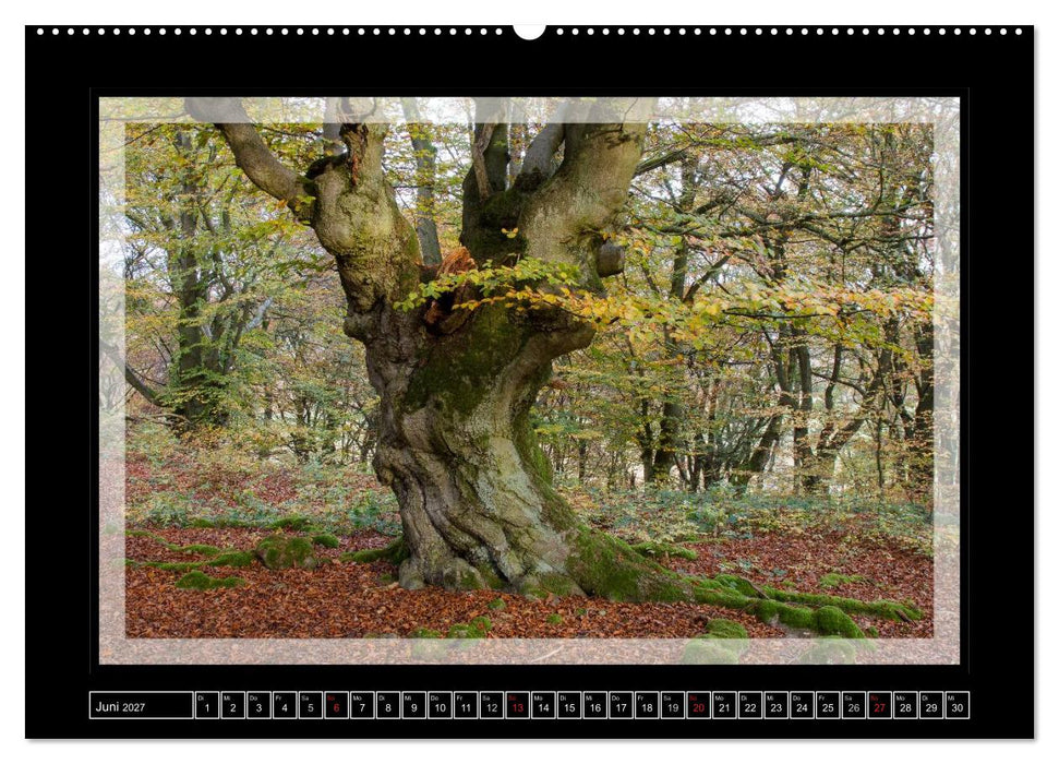 Zauberwald HALLOH (CALVENDO Premium Wandkalender 2027)