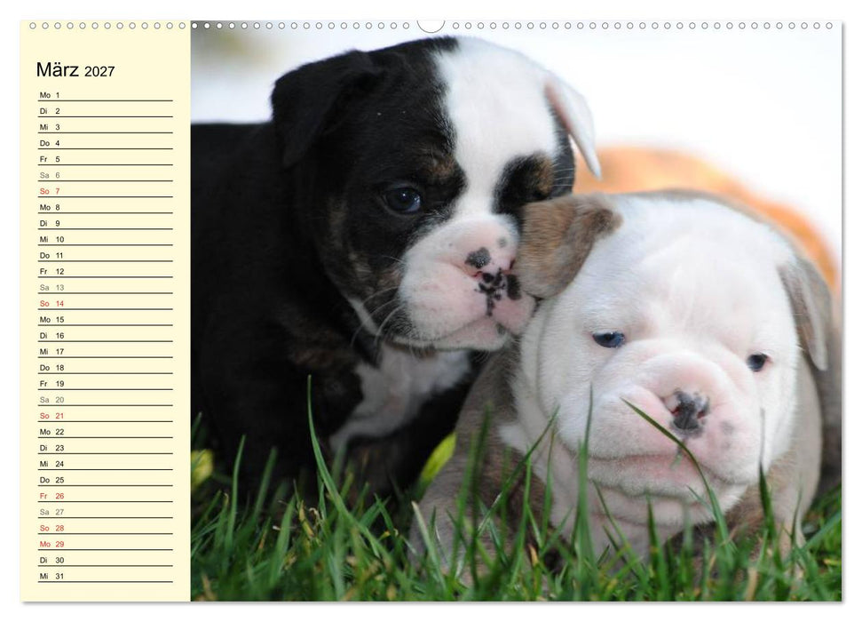 Bulldoggen-Moppelchen (CALVENDO Premium Wandkalender 2027)
