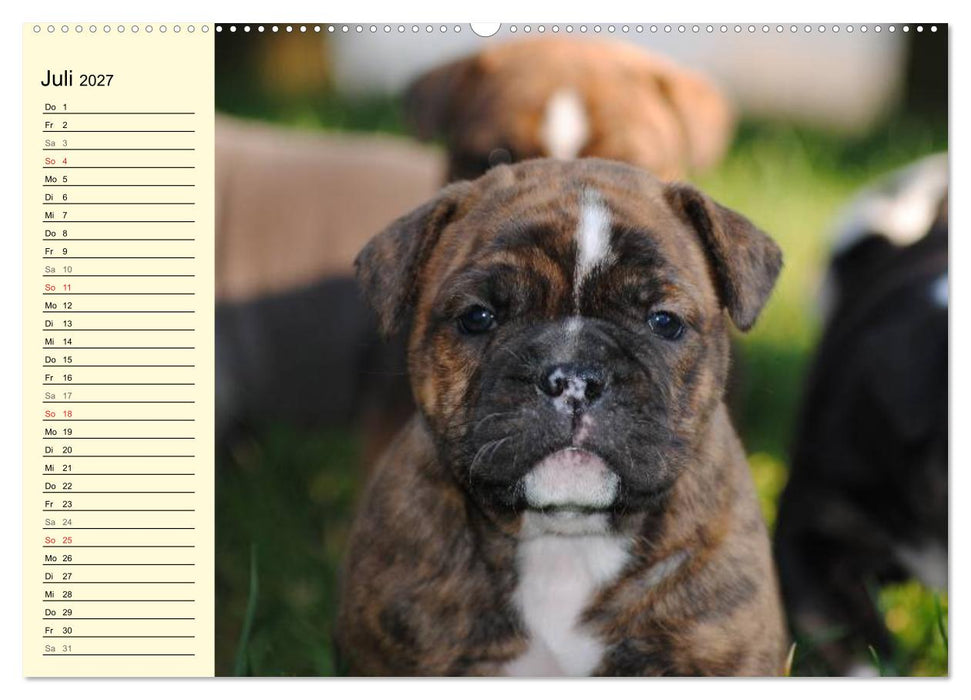 Bulldoggen-Moppelchen (CALVENDO Premium Wandkalender 2027)