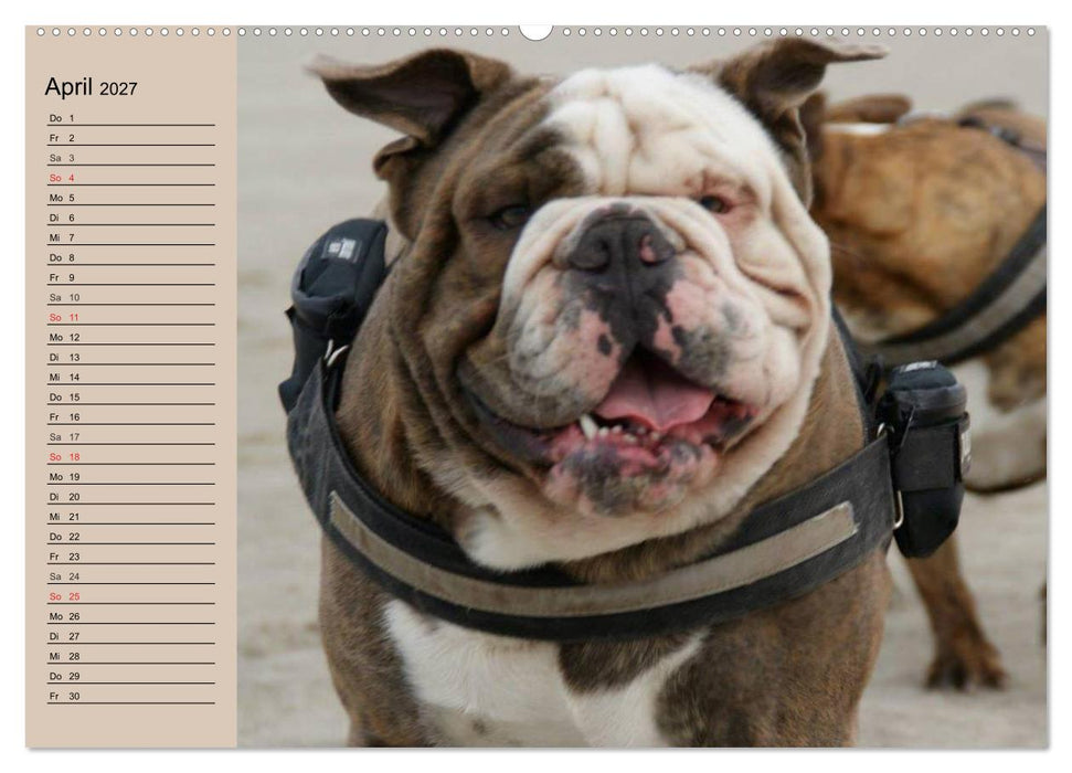Faszination Bulldogge (CALVENDO Wandkalender 2027)