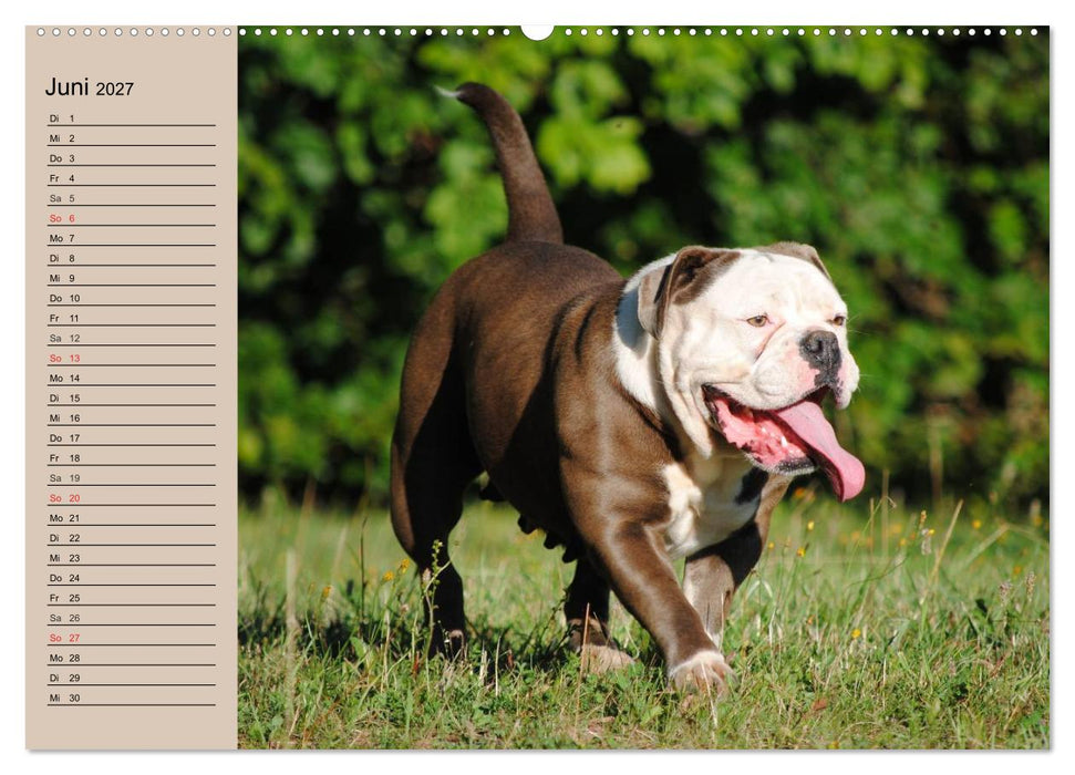 Faszination Bulldogge (CALVENDO Wandkalender 2027)