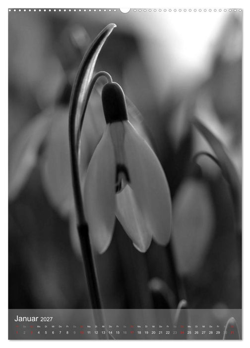 Monochrome Blüten - In Schwarz-Weiß Bildern durch das Jahr (CALVENDO Wandkalender 2027)
