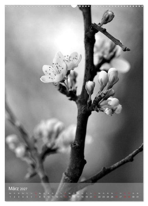 Monochrome Blüten - In Schwarz-Weiß Bildern durch das Jahr (CALVENDO Wandkalender 2027)