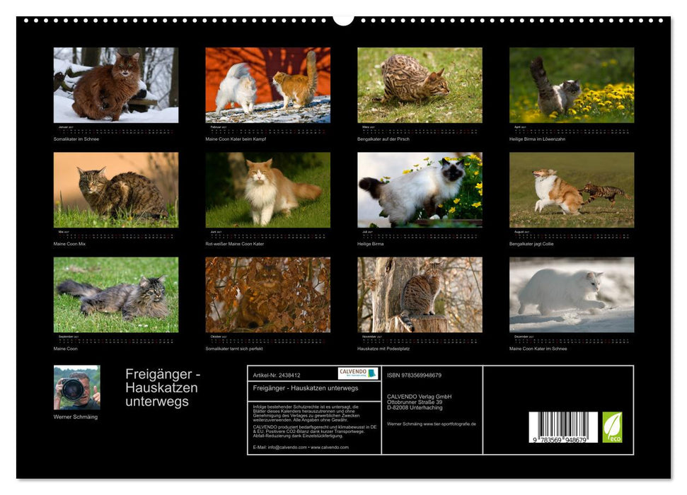 Freigänger - Hauskatzen unterwegs (CALVENDO Premium Wandkalender 2027)