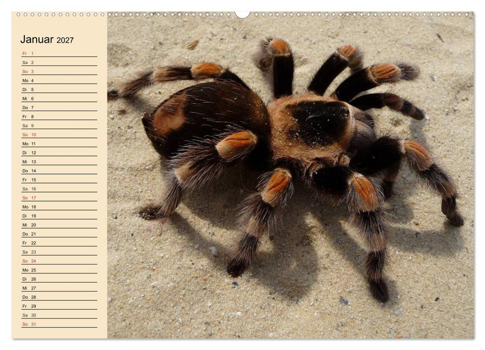 Faszination Spinnen (CALVENDO Premium Wandkalender 2027)