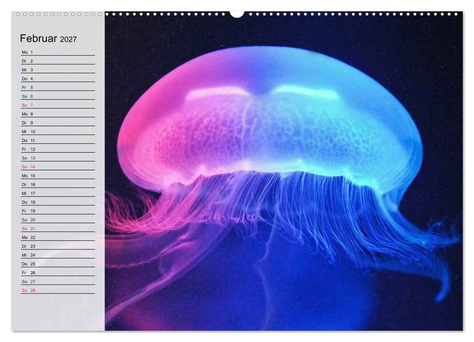 Quallen. Ätherische Wunderwesen (CALVENDO Premium Wandkalender 2027)
