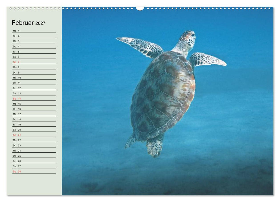 Meeresschildkröten. Nomaden der Ozeane (CALVENDO Wandkalender 2027)