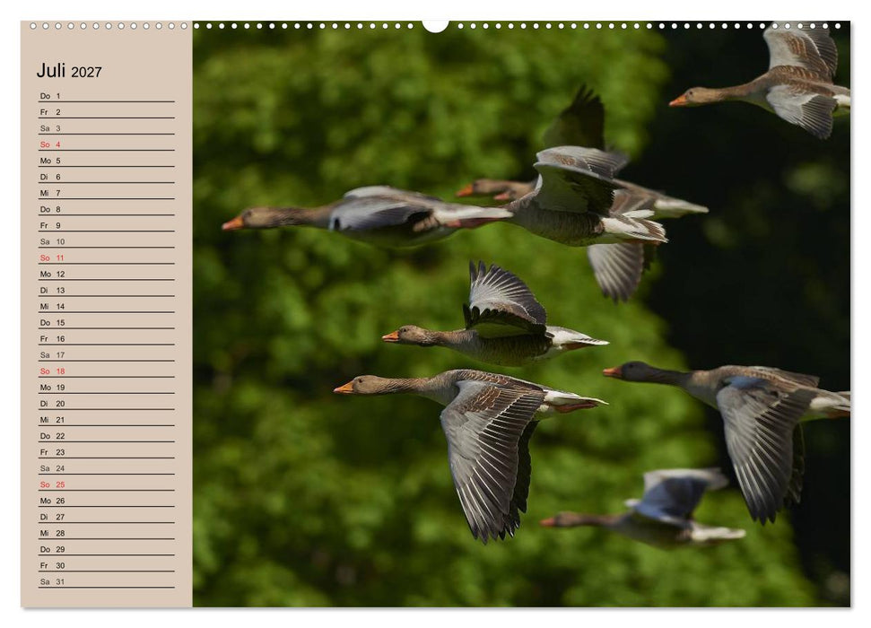 Gänse und Enten. Schnattern, watscheln, quaken! (CALVENDO Premium Wandkalender 2027)
