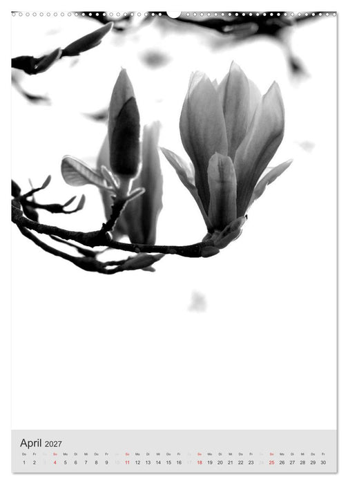 Monochrome Blüten - In Schwarz-Weiß Bildern durch das Jahr (CALVENDO Premium Wandkalender 2027)