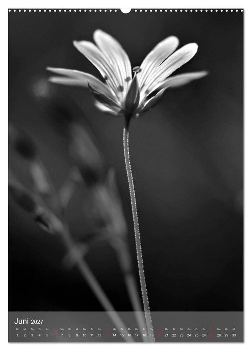 Monochrome Blüten - In Schwarz-Weiß Bildern durch das Jahr (CALVENDO Premium Wandkalender 2027)