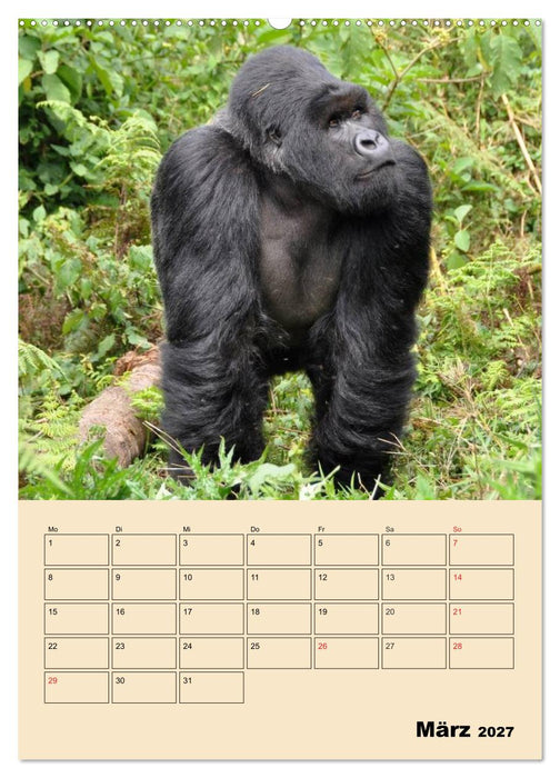 Gorillas (CALVENDO Wandkalender 2027)