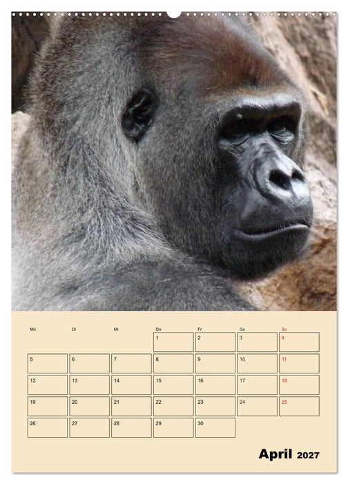 Gorillas (CALVENDO Wandkalender 2027)