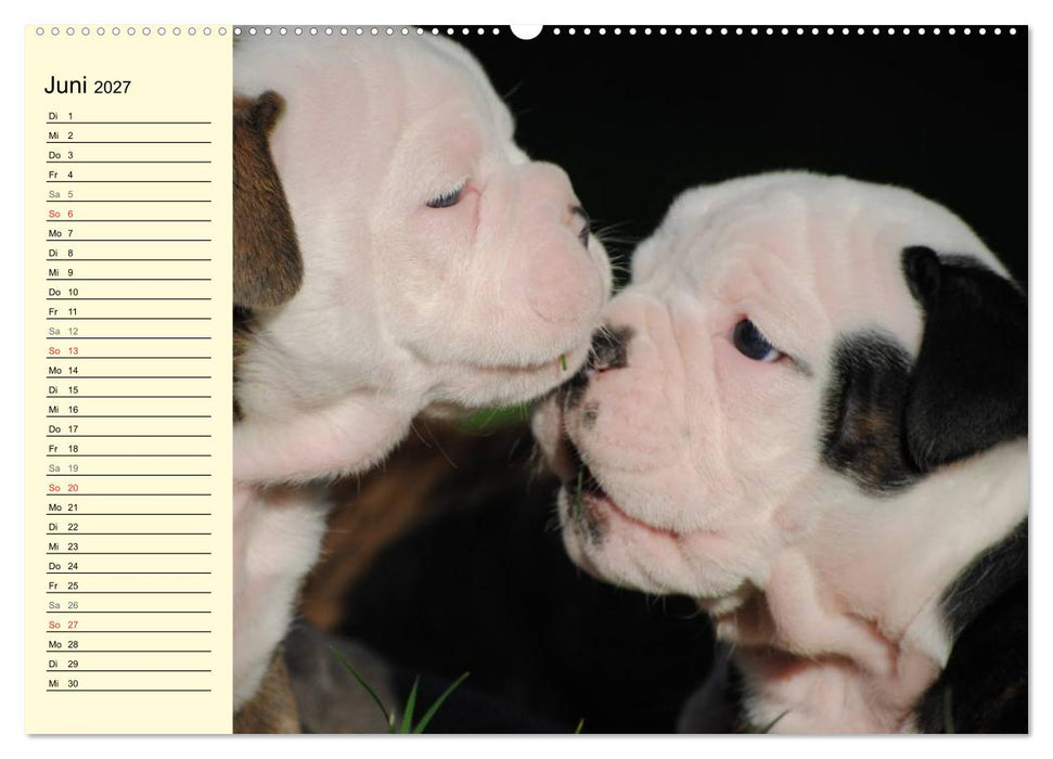 Bulldoggen-Moppelchen (CALVENDO Wandkalender 2027)