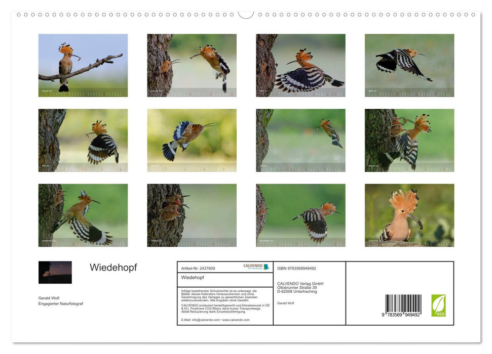 Wiedehopf (CALVENDO Premium Wandkalender 2027)