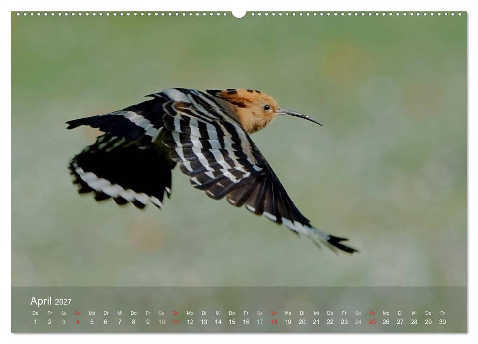 Wiedehopf (CALVENDO Premium Wandkalender 2027)