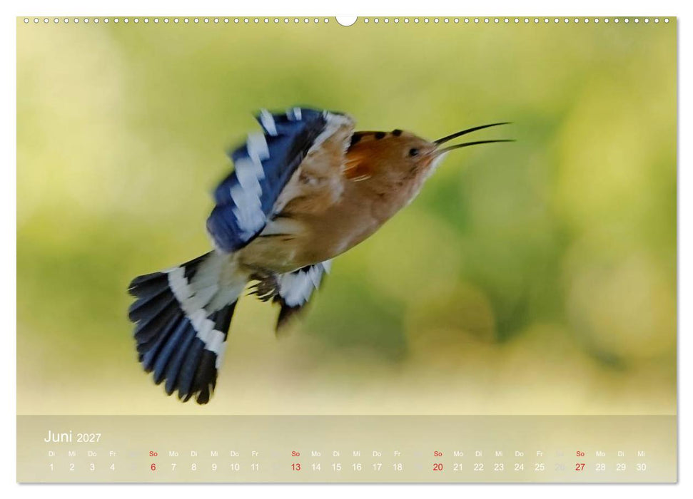 Wiedehopf (CALVENDO Premium Wandkalender 2027)