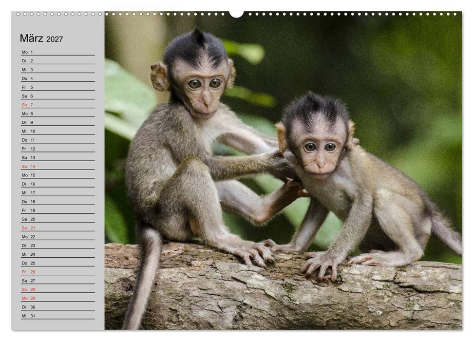 Faszination Affen. Kobolde zum Verlieben (CALVENDO Wandkalender 2027)