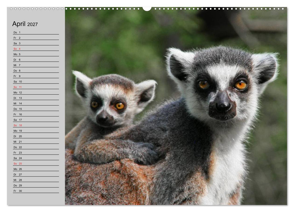 Faszination Affen. Kobolde zum Verlieben (CALVENDO Wandkalender 2027)