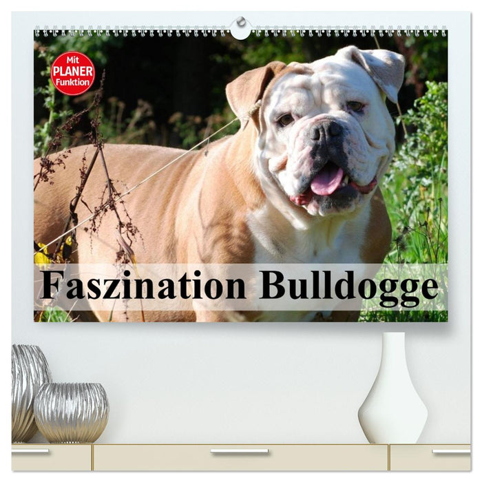 Faszination Bulldogge (CALVENDO Premium Wandkalender 2027)
