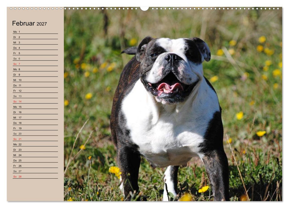 Faszination Bulldogge (CALVENDO Premium Wandkalender 2027)