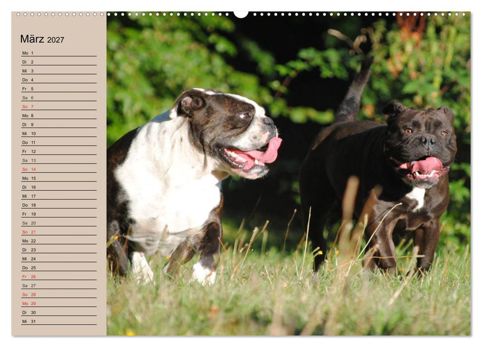 Faszination Bulldogge (CALVENDO Premium Wandkalender 2027)