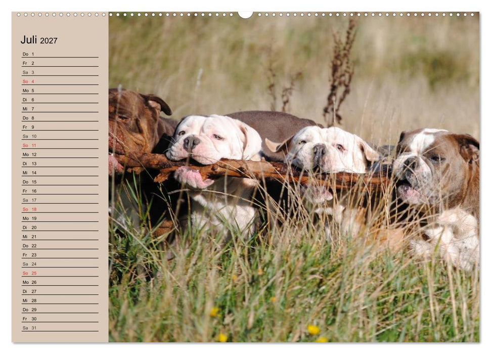 Faszination Bulldogge (CALVENDO Premium Wandkalender 2027)