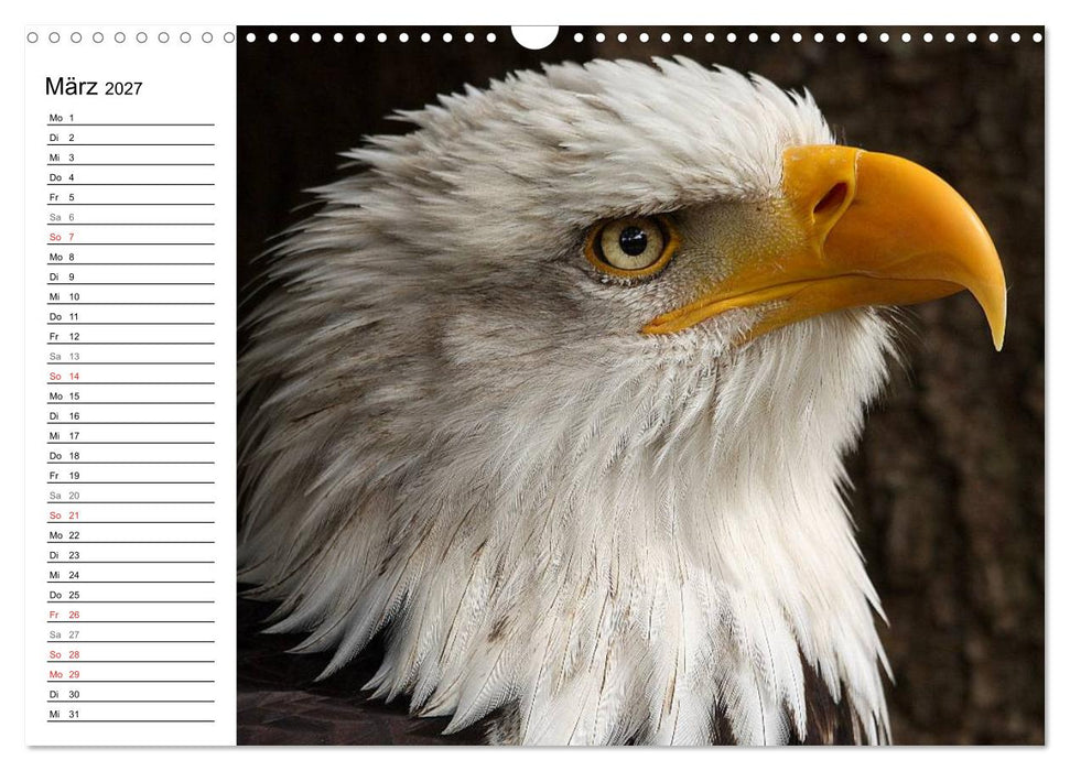 Der Weißkopfseeadler (CALVENDO Wandkalender 2027)