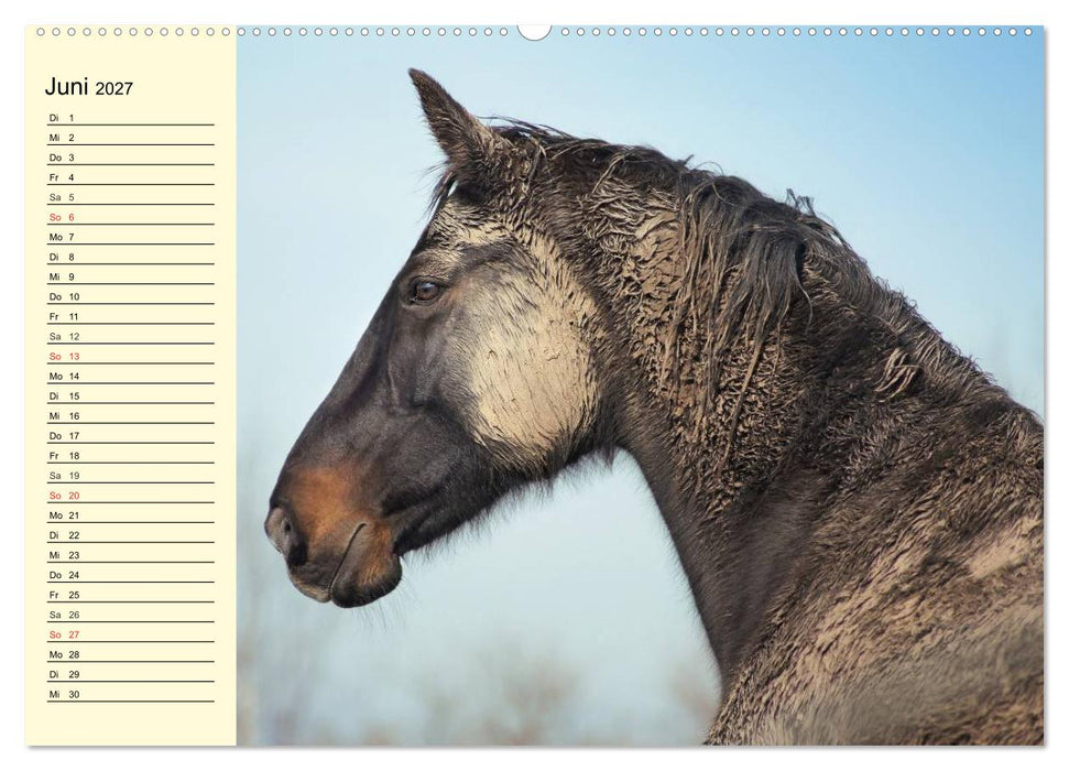 Wilde Pferde. Mustangs in USA (CALVENDO Premium Wandkalender 2027)