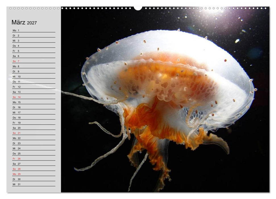Quallen. Die Welt der Medusen (CALVENDO Premium Wandkalender 2027)