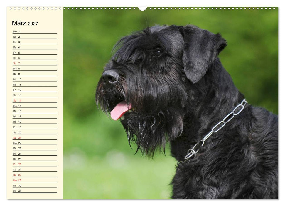 Treuer Freund Riesenschnauzer (CALVENDO Premium Wandkalender 2027)