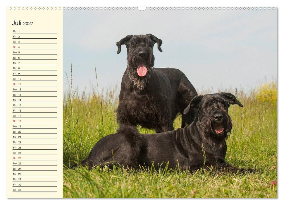 Treuer Freund Riesenschnauzer (CALVENDO Premium Wandkalender 2027)