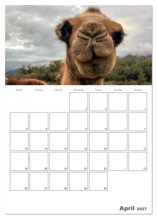 Kamel Porträt (CALVENDO Wandkalender 2027)