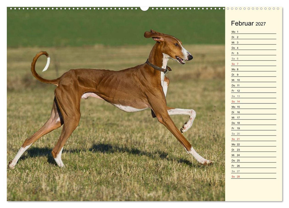 Windhund der Wüste - Der Azawakh (CALVENDO Premium Wandkalender 2027)