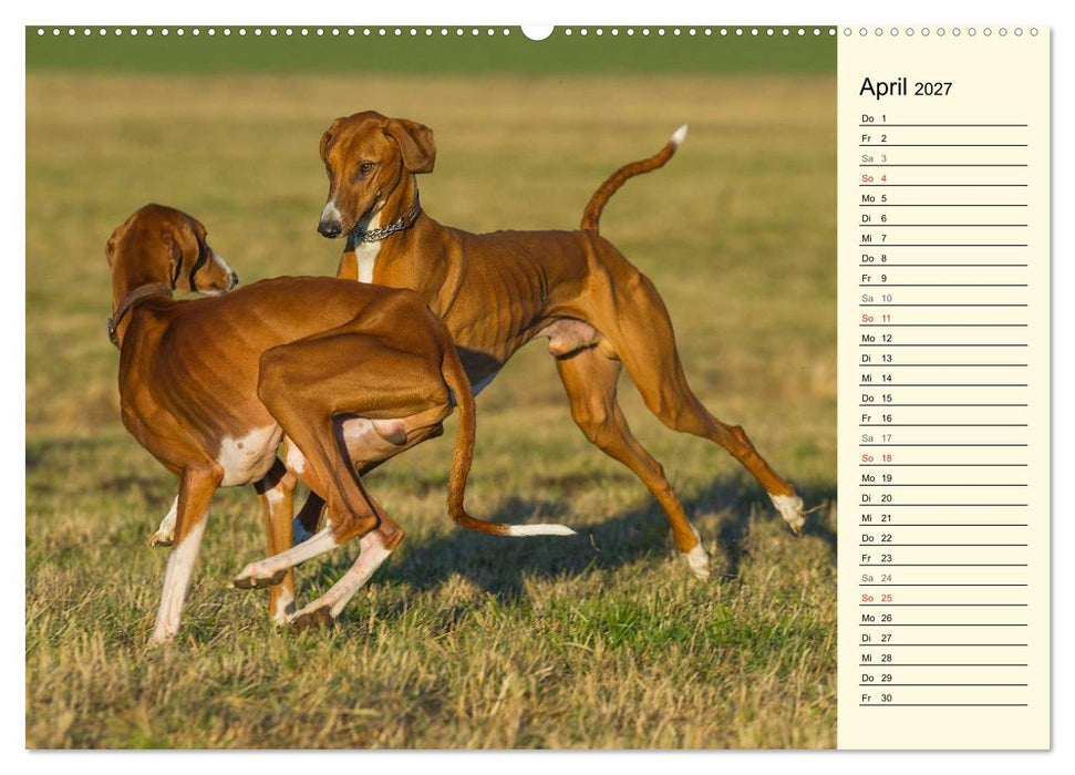 Windhund der Wüste - Der Azawakh (CALVENDO Premium Wandkalender 2027)