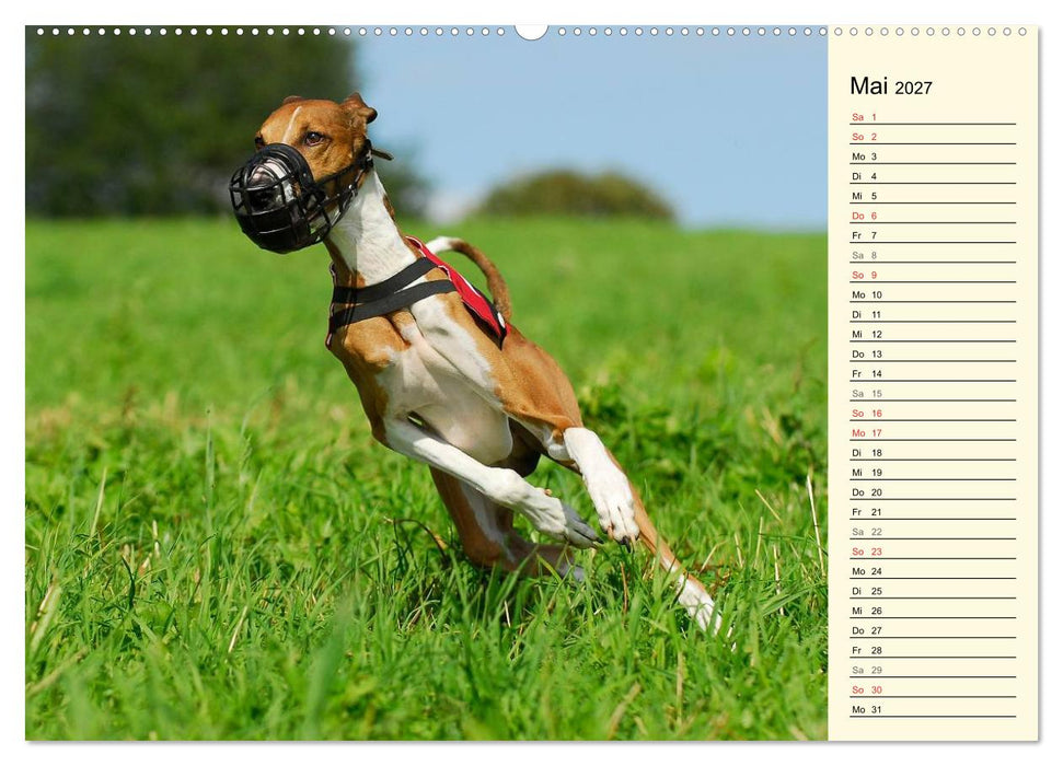 Windhund der Wüste - Der Azawakh (CALVENDO Premium Wandkalender 2027)