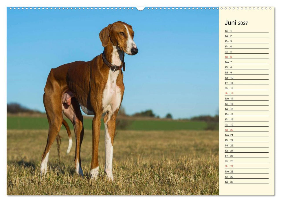 Windhund der Wüste - Der Azawakh (CALVENDO Premium Wandkalender 2027)