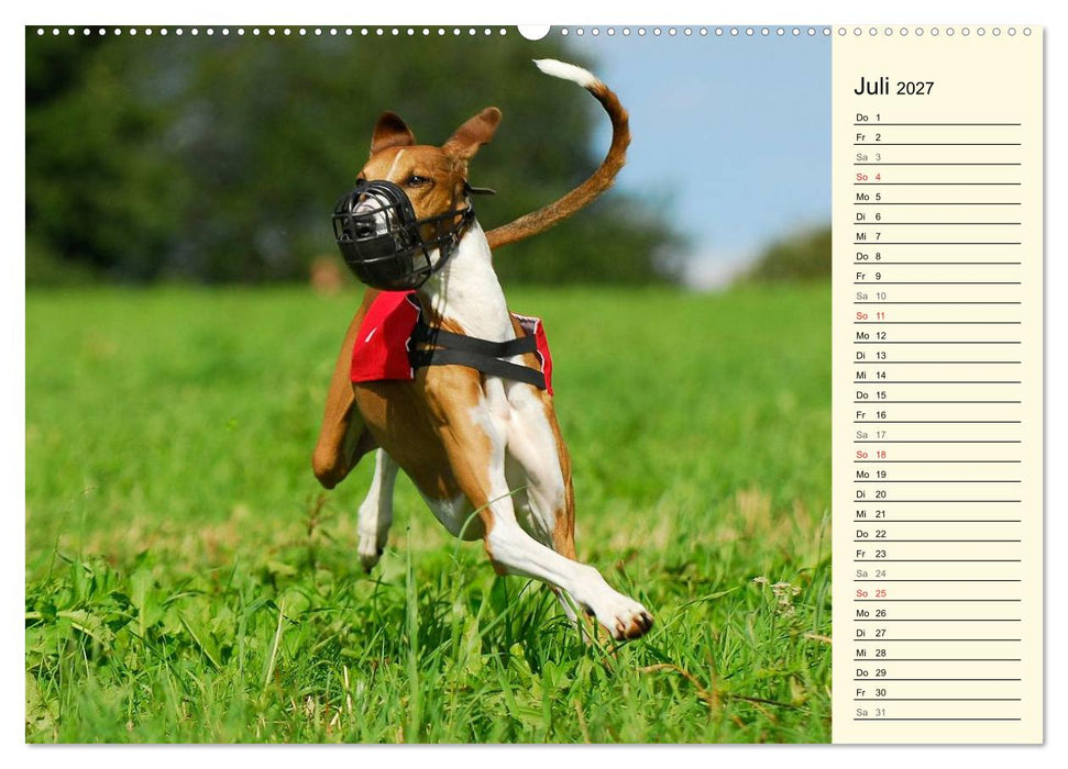 Windhund der Wüste - Der Azawakh (CALVENDO Premium Wandkalender 2027)