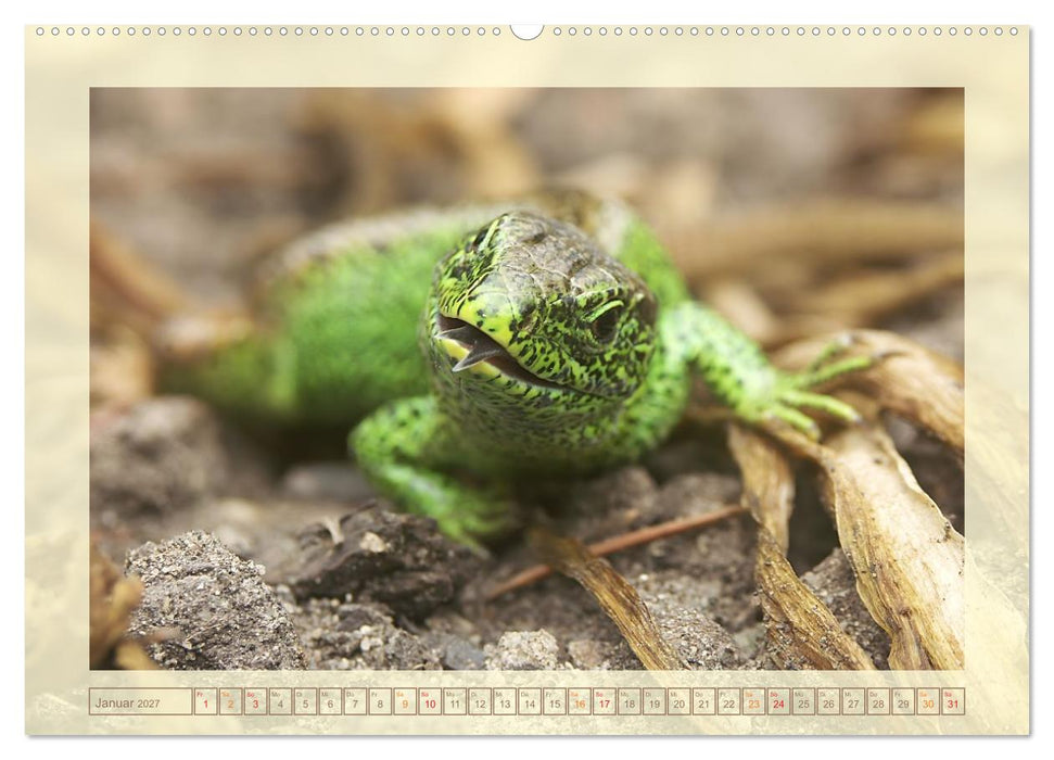 Minisaurier im Garten (CALVENDO Wandkalender 2027)