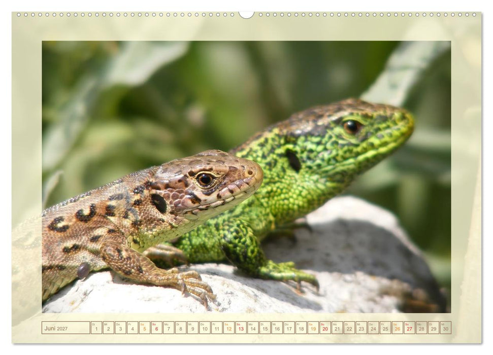 Minisaurier im Garten (CALVENDO Wandkalender 2027)