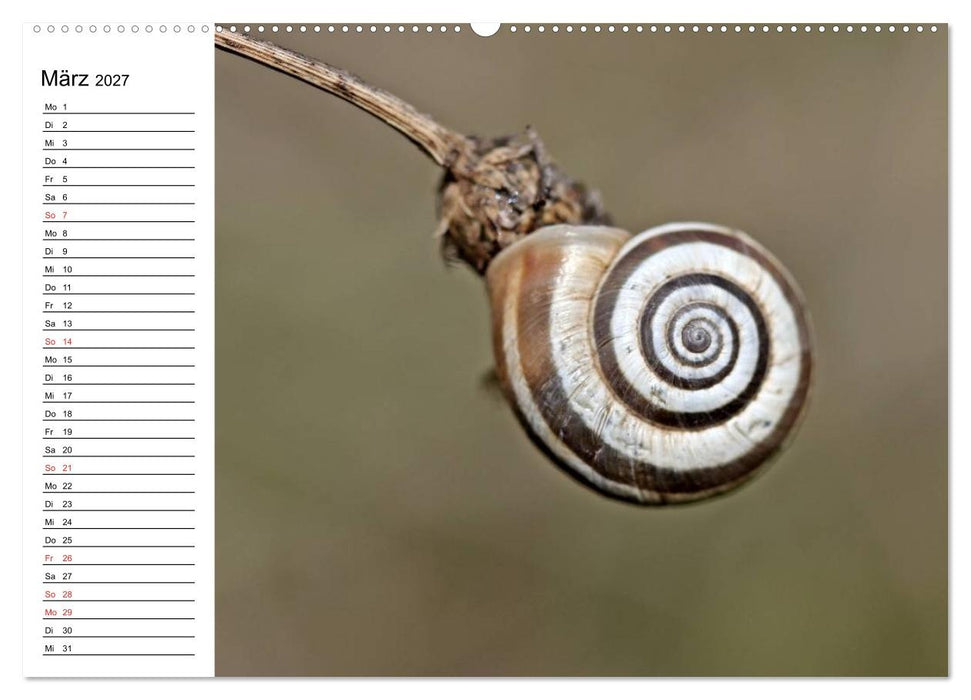 Der Schneckenkalender (CALVENDO Wandkalender 2027)
