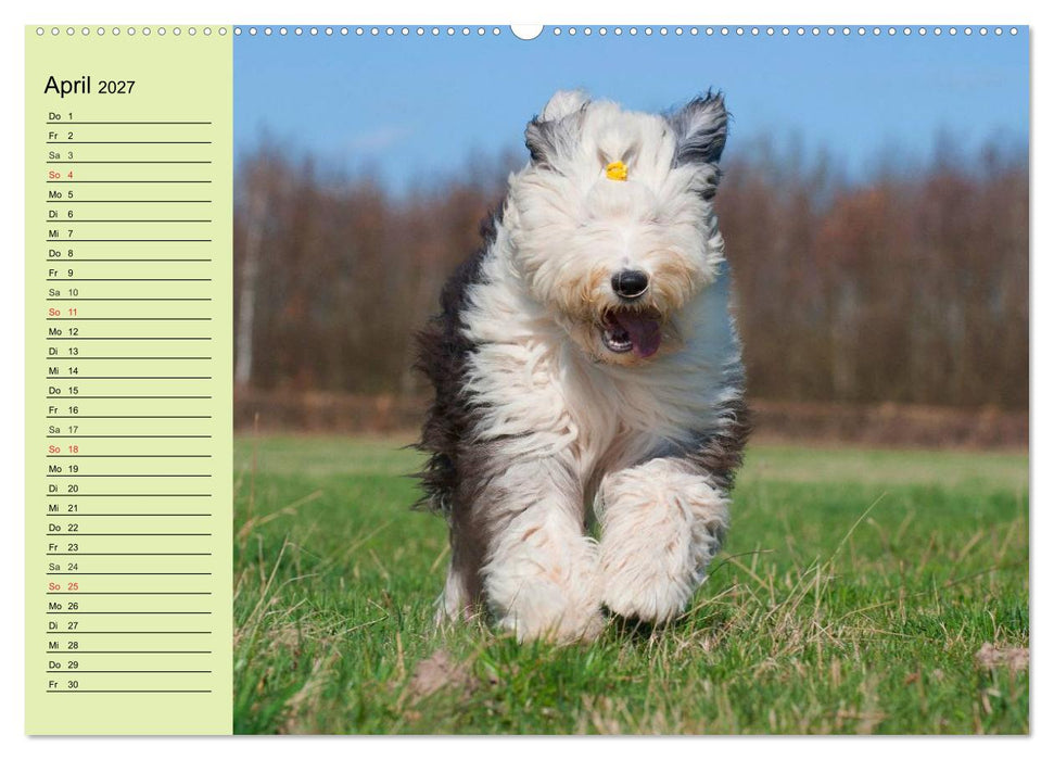 Traumhund Bobtail (CALVENDO Premium Wandkalender 2027)