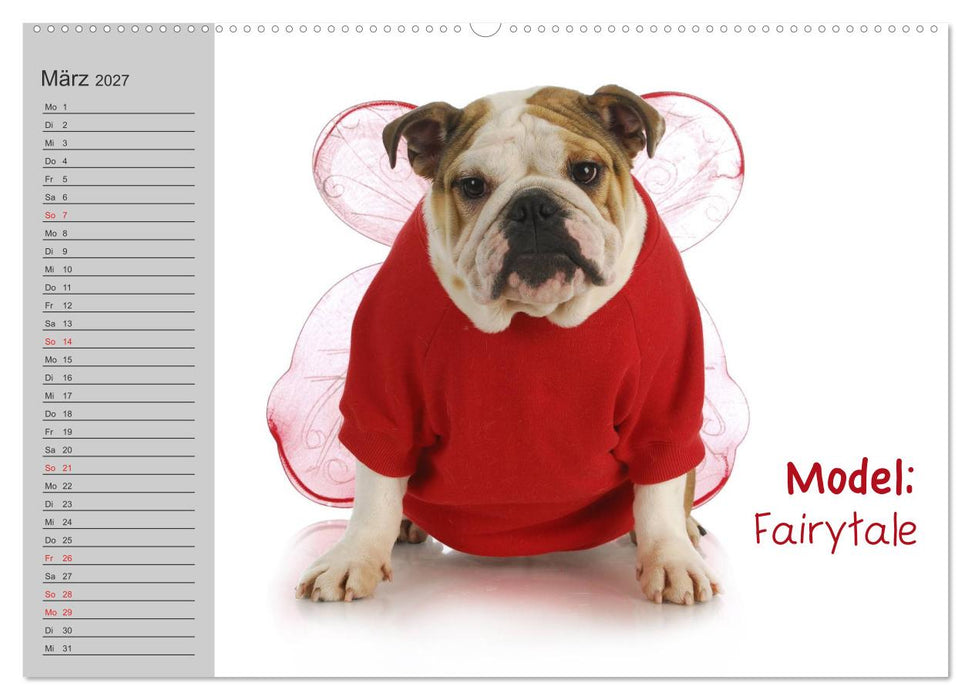 English Bulldog XXL Models (CALVENDO Premium Wandkalender 2027)