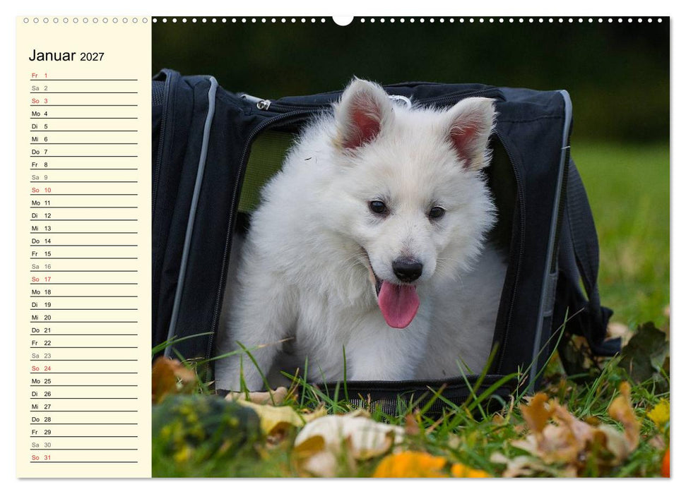 Weißer Schweizer Schäferhund - Ein Tag im Leben einer Hundefamilie (CALVENDO Wandkalender 2027)