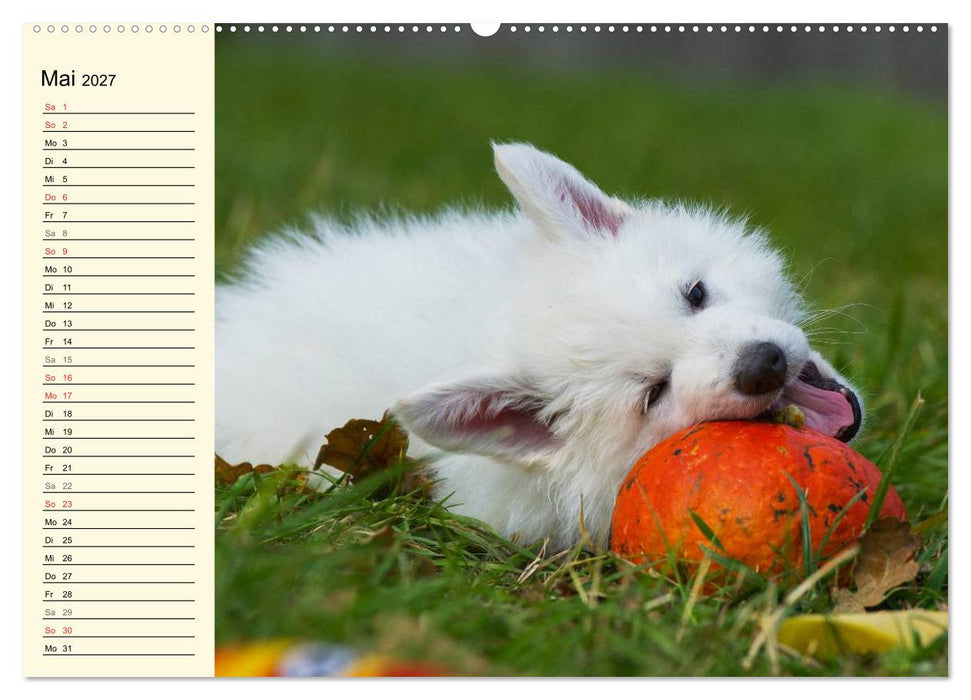 Weißer Schweizer Schäferhund - Ein Tag im Leben einer Hundefamilie (CALVENDO Wandkalender 2027)
