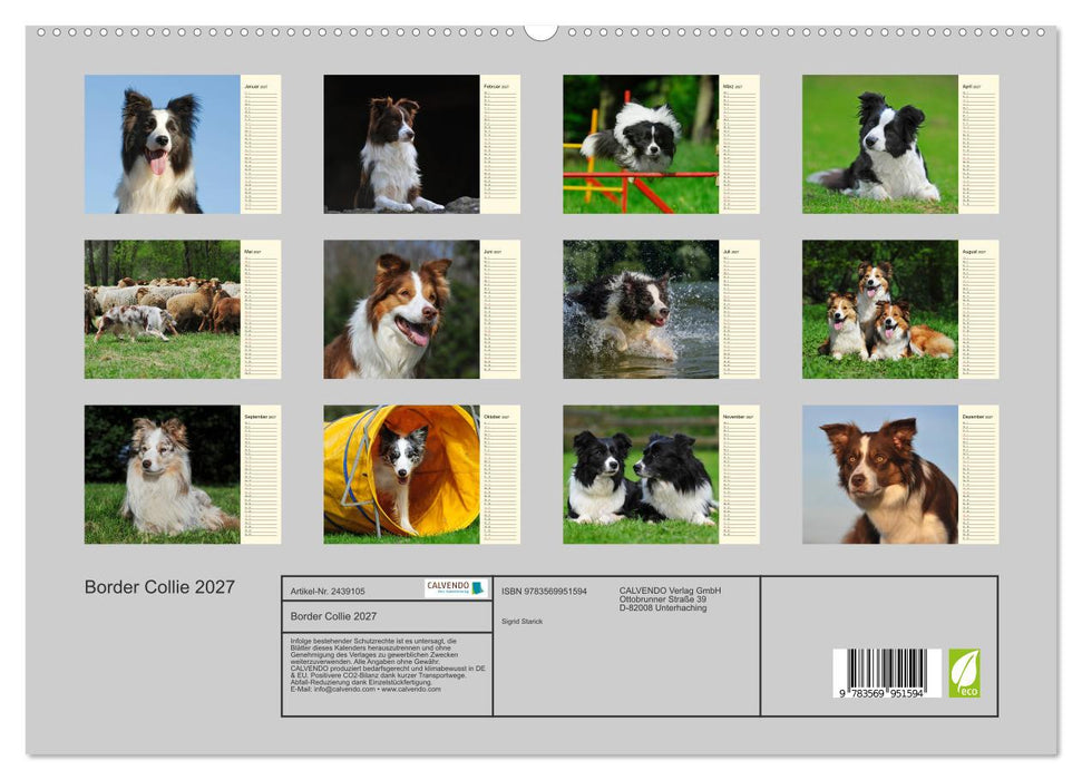 Border Collie 2027 (CALVENDO Premium Wandkalender 2027)