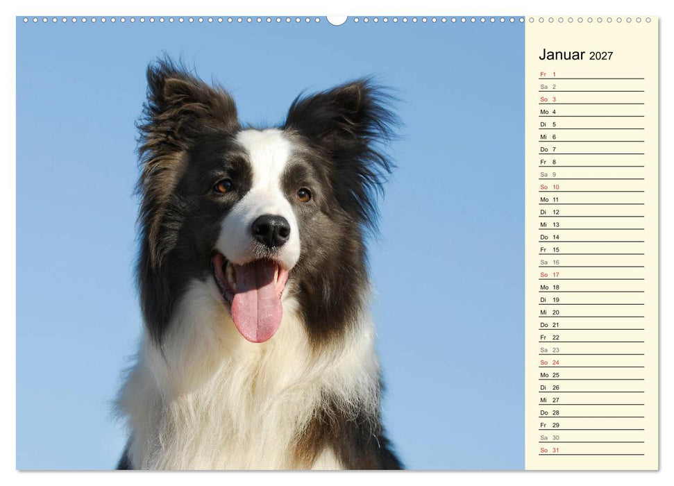 Border Collie 2027 (CALVENDO Premium Wandkalender 2027)