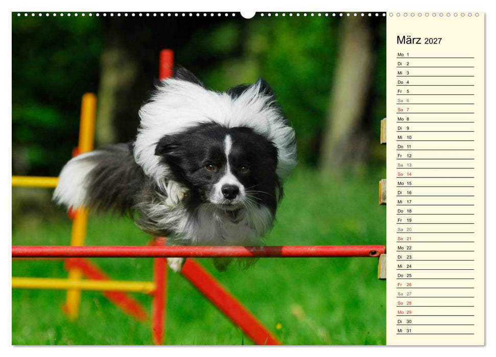 Border Collie 2027 (CALVENDO Premium Wandkalender 2027)