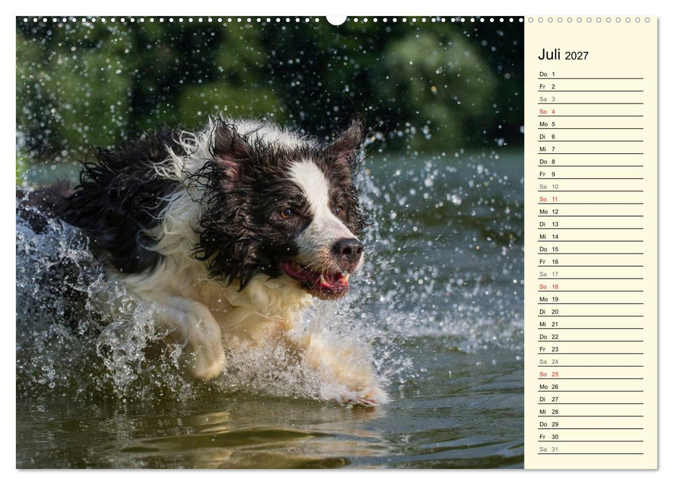 Border Collie 2027 (CALVENDO Premium Wandkalender 2027)